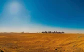 a vibrant camel caravan traversing the golden sands of the egyptian desert under a clear blue sky.
